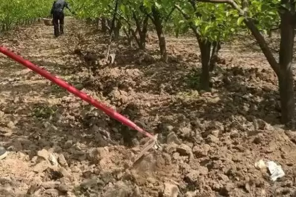 果树秋施基肥的好处有啥呢,果树秋施基肥可充裕树体营养贮备吗插图8 果树秋施基肥的好处有啥呢,果树秋施基肥可充裕树体营养贮备吗插图8