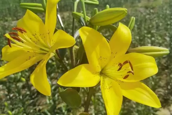 黄百合花语意花语是感激快乐,黄百合的花语,花语含义准确吗?插图2 黄百合花语意花语是感激快乐,黄百合的花语,花语含义准确吗?插图2