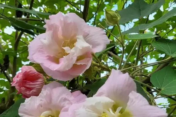 芙蓉花毒性情况 ,芙蓉花是一种有毒的植物还是无毒插图2