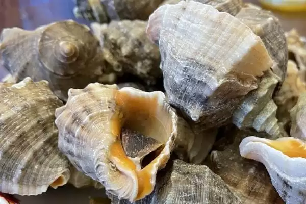 海螺有眼睛这个器官吗,海螺不仅有眼睛且还大得明显是真的吗插图1 海螺有眼睛这个器官吗,海螺不仅有眼睛且还大得明显是真的吗插图1