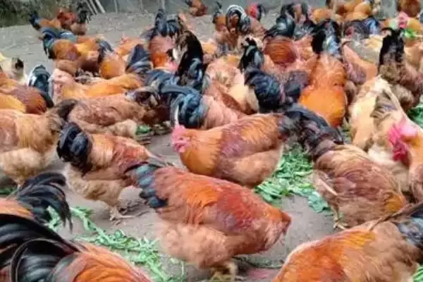高温对肉鸡影响情况 ,高温对肉鸡会产生哪些影响插图2 高温对肉鸡影响情况 ,高温对肉鸡会产生哪些影响插图2