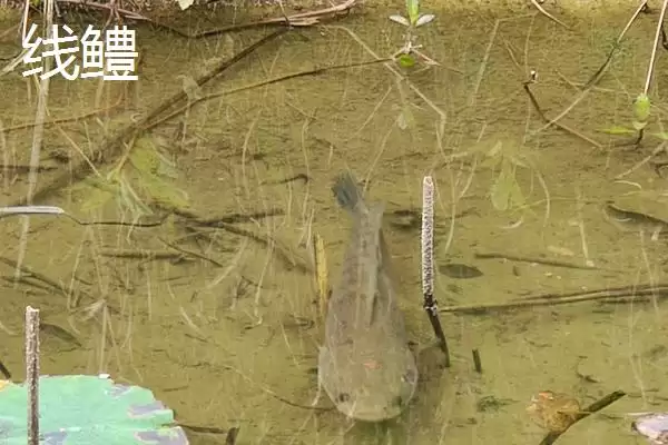 黑鱼有哪些常见的品种呢,黑鱼有哪些常见的肉食性淡水鱼品种呢插图4 黑鱼有哪些常见的品种呢,黑鱼有哪些常见的肉食性淡水鱼品种呢插图4
