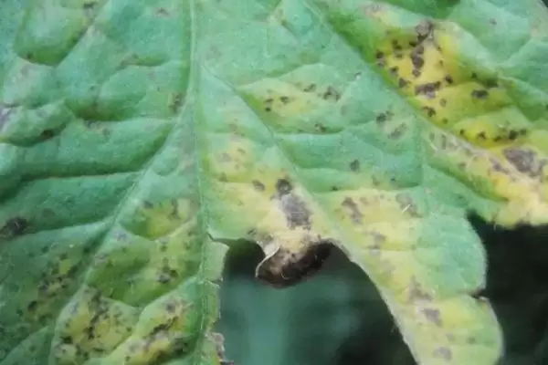 大棚番茄性斑疹病怎样防治呢,大棚番茄性斑疹病如何防治插图1 大棚番茄性斑疹病怎样防治呢,大棚番茄性斑疹病如何防治插图1