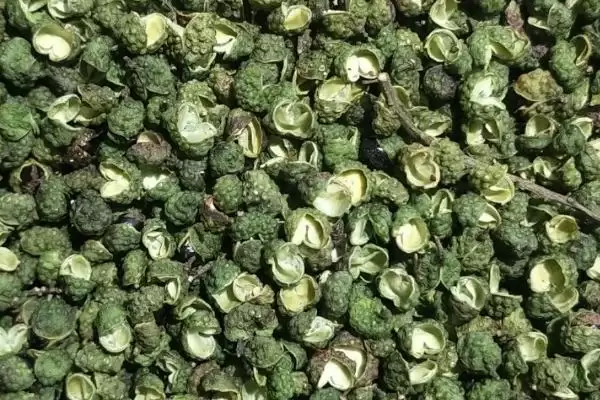 花椒藤椒产地真的各地都有分布,花椒与藤椒的产地,我国各地都有吗?插图3 花椒藤椒产地真的各地都有分布,花椒与藤椒的产地,我国各地都有吗?插图3