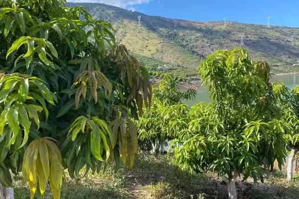 河南种芒果树怎么过冬好呢,河南种芒果树需要在大棚中越冬是真的吗插图1 河南种芒果树怎么过冬好呢,河南种芒果树需要在大棚中越冬是真的吗插图1