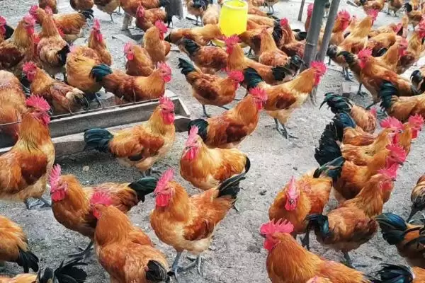 高温对肉鸡影响情况 ,高温对肉鸡会产生哪些影响插图3 高温对肉鸡影响情况 ,高温对肉鸡会产生哪些影响插图3