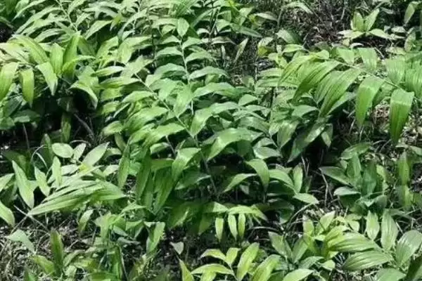 黄精产地分布种类多产地广,黄精的产地,分布情况是这样吗?插图3 黄精产地分布种类多产地广,黄精的产地,分布情况是这样吗?插图3