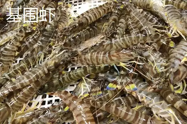 基围虾普通虾两者区别哪个贵,基围虾和普通虾有什么区别,价格差异呢?插图2 基围虾普通虾两者区别哪个贵,基围虾和普通虾有什么区别,价格差异呢?插图2