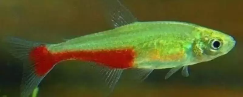 火兔灯鱼饲养性情温和好养,火兔灯鱼好不好养,饲养优势在哪?插图 火兔灯鱼饲养性情温和好养,火兔灯鱼好不好养,饲养优势在哪?插图