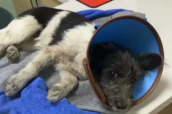狗狗骨折了有啥症状,狗狗骨折会疼痛、敏感且腿部受力不均吗插图3 狗狗骨折了有啥症状,狗狗骨折会疼痛、敏感且腿部受力不均吗插图3