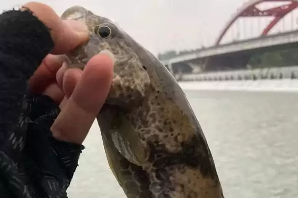 常见的鱼有哪些不同的品种呢,常见的鱼有哪些品种插图3 常见的鱼有哪些不同的品种呢,常见的鱼有哪些品种插图3