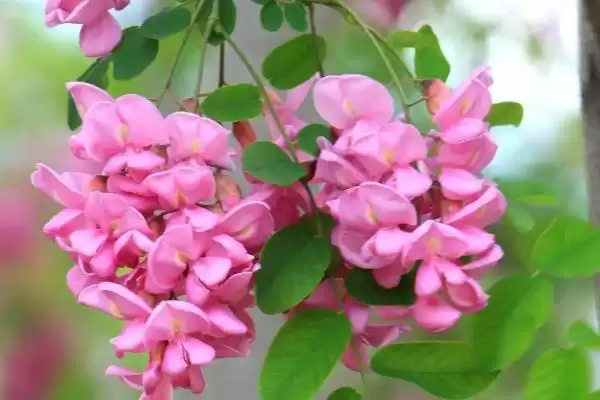 槐花开花时间每年4-5月开花吗,槐花几月开花,固定这个时间段吗?插图5 槐花开花时间每年4-5月开花吗,槐花几月开花,固定这个时间段吗?插图5