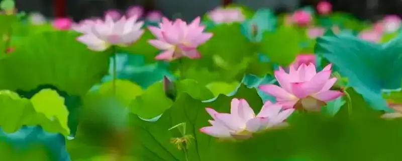 花卉品质象征杜鹃梅花寓意真的吗,花卉有什么品质和象征,杜鹃梅花代表啥?插图 花卉品质象征杜鹃梅花寓意真的吗,花卉有什么品质和象征,杜鹃梅花代表啥?插图