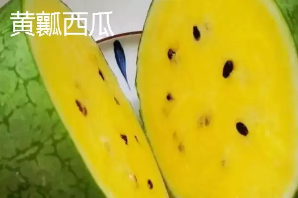 黄红瓤瓜区别口感价格不同,黄瓤西瓜和红瓤西瓜的区别,差异在哪?插图1 黄红瓤瓜区别口感价格不同,黄瓤西瓜和红瓤西瓜的区别,差异在哪?插图1