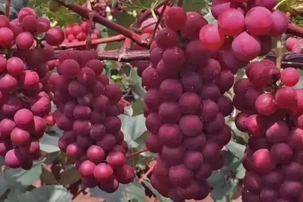 红玫瑰葡萄有着怎样的介绍呢,红玫瑰葡萄色泽鲜艳、皮薄肉嫩是其特点吗插图2 红玫瑰葡萄有着怎样的介绍呢,红玫瑰葡萄色泽鲜艳、皮薄肉嫩是其特点吗插图2