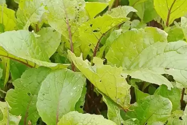 红菜苔叶子很大要摘掉吗,红菜苔要及时摘掉大的叶片是这样吗插图1