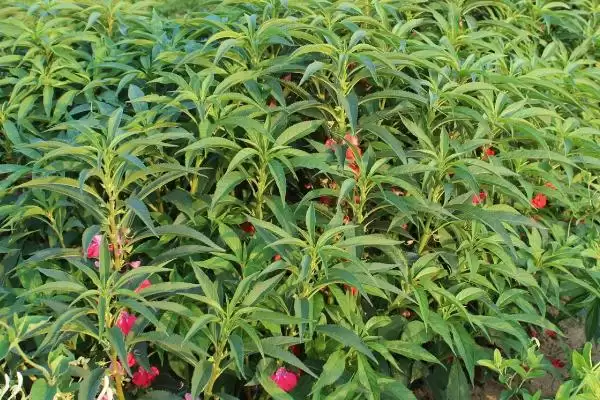 急性子种植法春秋季播种可行,急性子的种植方法，播种时间合适吗？插图3