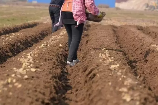 河南秋季何时适合种土豆呢,河南秋季一般8-9月份适合种植土豆吗插图5 河南秋季何时适合种土豆呢,河南秋季一般8-9月份适合种植土豆吗插图5
