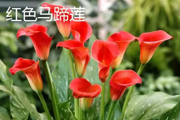 家里不养马蹄莲污染环境易生病害,家里不能养马蹄莲的原因,是这样吗?插图6 家里不养马蹄莲污染环境易生病害,家里不能养马蹄莲的原因,是这样吗?插图6