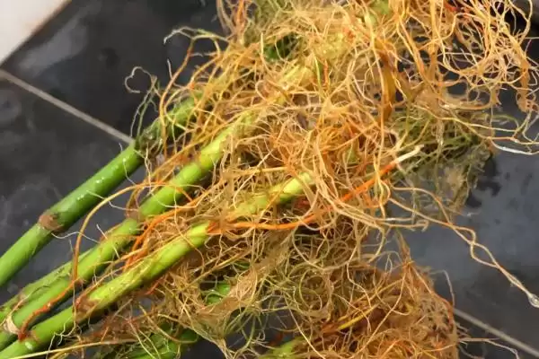 富贵竹根发黑原因处理 ,富贵竹根发黑是什么原因,怎么处插图7 富贵竹根发黑原因处理 ,富贵竹根发黑是什么原因,怎么处插图7