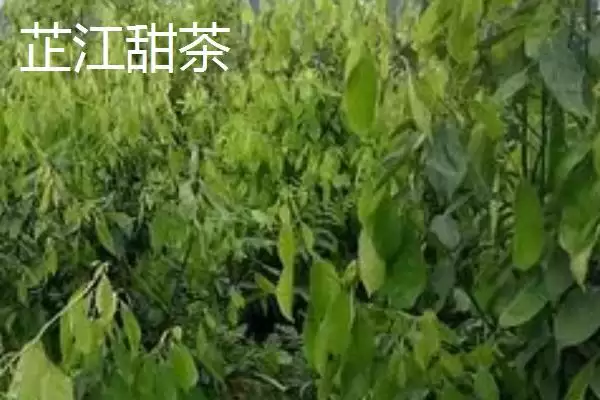 湖南芷江特产雪峰山鱼腥草为啥是宝,湖南芷江侗族自治县的雪峰山鱼腥草是特产?插图2 湖南芷江特产雪峰山鱼腥草为啥是宝,湖南芷江侗族自治县的雪峰山鱼腥草是特产?插图2