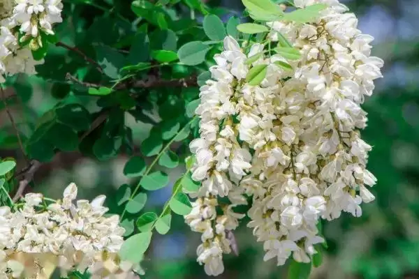 槐花开花时间每年4-5月开花吗,槐花几月开花,固定这个时间段吗?插图6 槐花开花时间每年4-5月开花吗,槐花几月开花,固定这个时间段吗?插图6