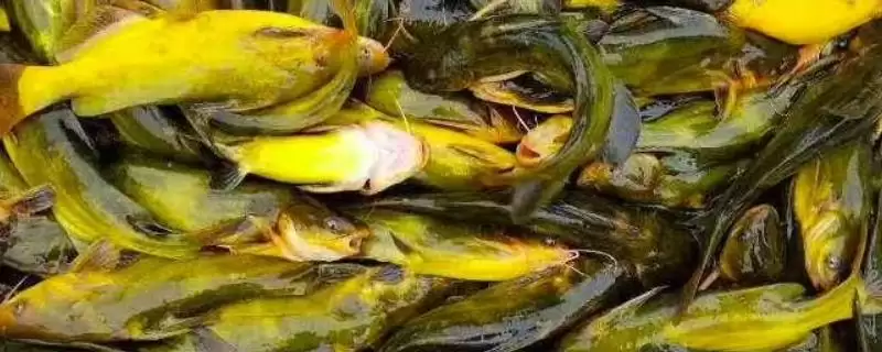 黄颡鱼价格问零售价12-20元,黄颡鱼的价格,这个价格范围对吗?插图 黄颡鱼价格问零售价12-20元,黄颡鱼的价格,这个价格范围对吗?插图