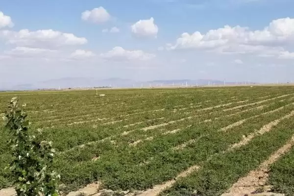 甘草田间管理技术 ,甘草田间管理有哪些关键的技术插图2 甘草田间管理技术 ,甘草田间管理有哪些关键的技术插图2