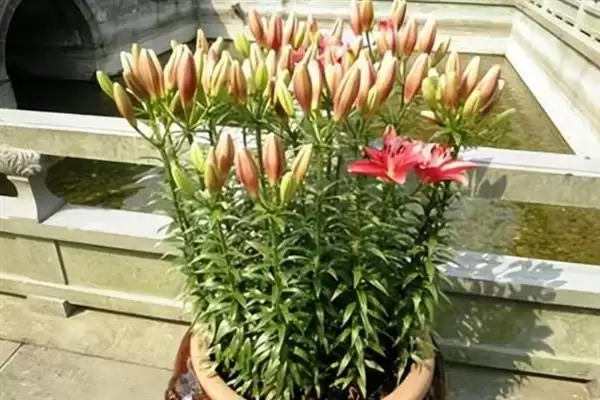百合花盆栽养殖,百合花盆栽应如何进行养殖插图2 百合花盆栽养殖,百合花盆栽应如何进行养殖插图2