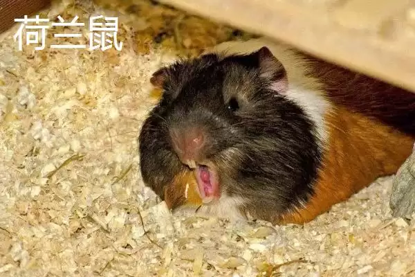 荷兰鼠和荷兰猪有何区别呢,荷兰鼠和荷兰猪只是各地称呼不同而已吗插图3 荷兰鼠和荷兰猪有何区别呢,荷兰鼠和荷兰猪只是各地称呼不同而已吗插图3