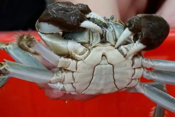 公河蟹蟹黄存在问题 ,公河蟹有没有蟹黄,为什么插图2 公河蟹蟹黄存在问题 ,公河蟹有没有蟹黄,为什么插图2