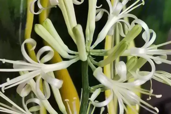 虎皮兰开花外观花簇生白色淡绿好看吗,虎皮兰开花后的外观,花是簇生白或绿?插图2 虎皮兰开花外观花簇生白色淡绿好看吗,虎皮兰开花后的外观,花是簇生白或绿?插图2