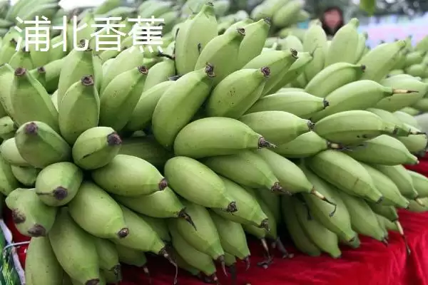 广西浦北县的特产有哪些呢,广西浦北县有“世界长寿之乡”称号有啥特产插图3 广西浦北县的特产有哪些呢,广西浦北县有“世界长寿之乡”称号有啥特产插图3