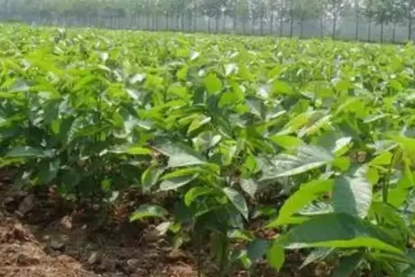 核桃苗的价格受什么影响,核桃苗价格受产地、品种和冠幅等因素影响吗插图3 核桃苗的价格受什么影响,核桃苗价格受产地、品种和冠幅等因素影响吗插图3