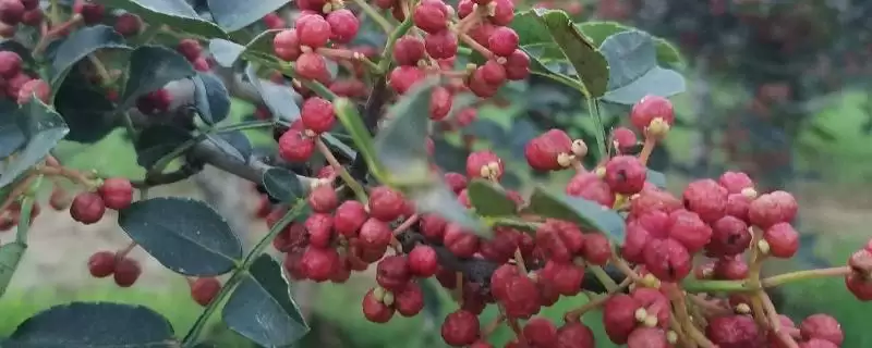 果粒大的花椒品种有哪些,红狮子、凤椒等是果粒大的花椒品种吗插图 果粒大的花椒品种有哪些,红狮子、凤椒等是果粒大的花椒品种吗插图