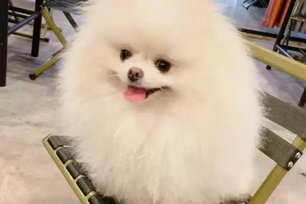 狗狗得关节炎后咋护理,狗狗得关节炎需控体重和运动量吗插图1 狗狗得关节炎后咋护理,狗狗得关节炎需控体重和运动量吗插图1