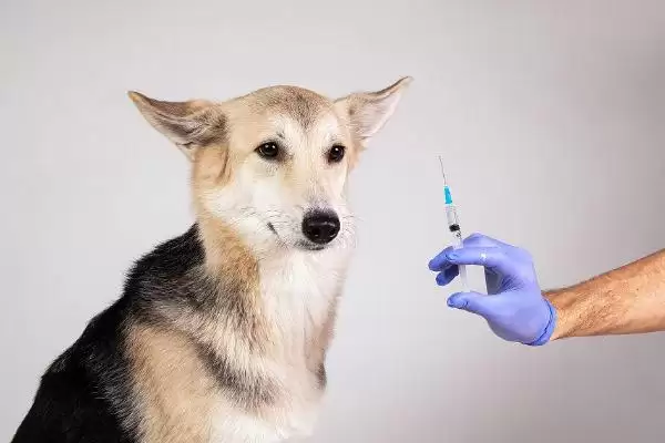 狗狗注射疫苗有何注意点,狗狗生病期间不能注射疫苗是真的吗插图2 狗狗注射疫苗有何注意点,狗狗生病期间不能注射疫苗是真的吗插图2