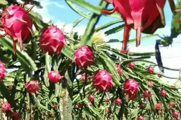 火龙果产地问主产越泰等地,火龙果的产地,这些产地准确吗?插图3 火龙果产地问主产越泰等地,火龙果的产地,这些产地准确吗?插图3