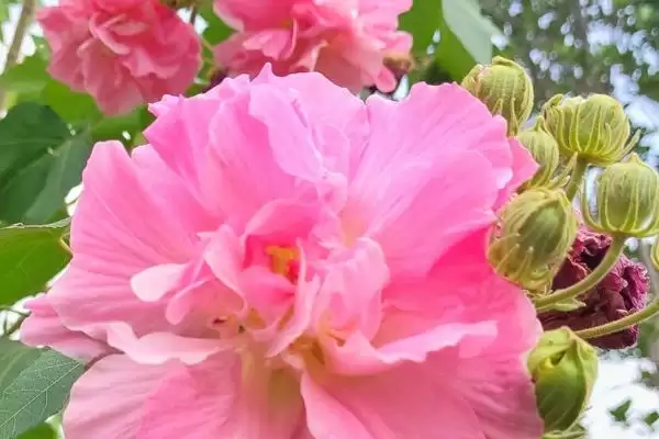 芙蓉花毒性情况 ,芙蓉花是一种有毒的植物还是无毒插图3