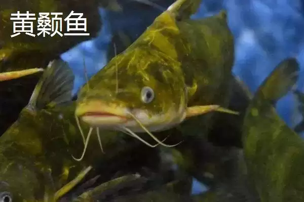 黄颡鱼价格问零售价12-20元,黄颡鱼的价格,这个价格范围对吗?插图3 黄颡鱼价格问零售价12-20元,黄颡鱼的价格,这个价格范围对吗?插图3
