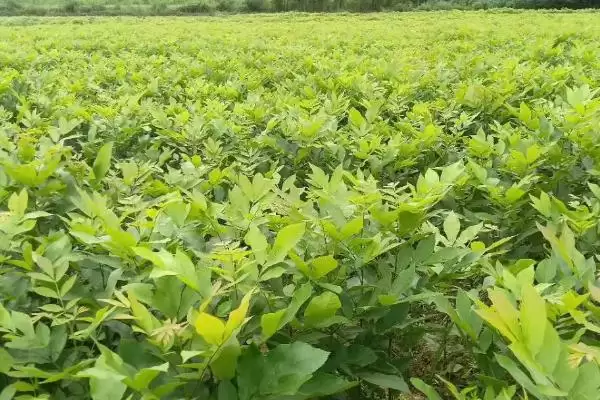核桃苗的价格受什么影响,核桃苗价格受产地、品种和冠幅等因素影响吗插图2 核桃苗的价格受什么影响,核桃苗价格受产地、品种和冠幅等因素影响吗插图2