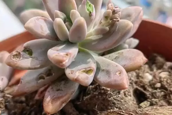 红化妆的浇水方法是什么呢,红化妆不同季节的浇水方式有所不同吗插图4 红化妆的浇水方法是什么呢,红化妆不同季节的浇水方式有所不同吗插图4