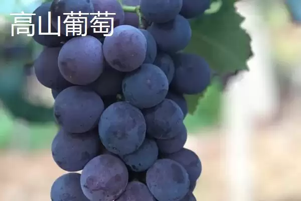 湖南芷江特产雪峰山鱼腥草为啥是宝,湖南芷江侗族自治县的雪峰山鱼腥草是特产?插图5 湖南芷江特产雪峰山鱼腥草为啥是宝,湖南芷江侗族自治县的雪峰山鱼腥草是特产?插图5