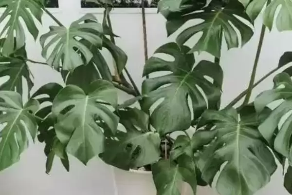 龟背竹应该怎样进行浇水,龟背竹浇水要掌握宁湿勿干的原则吗插图2 龟背竹应该怎样进行浇水,龟背竹浇水要掌握宁湿勿干的原则吗插图2