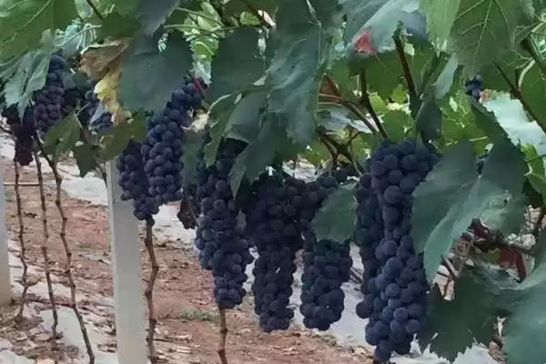 黑蜜葡萄引种方法是什么呢,黑蜜葡萄引种选基部健壮幼苗定植吗插图2 黑蜜葡萄引种方法是什么呢,黑蜜葡萄引种选基部健壮幼苗定植吗插图2