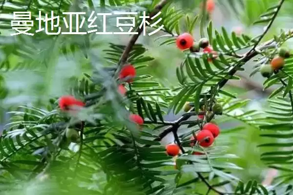 红豆杉的品种主要有哪些呢,东北、云南等是红豆杉的常见品种吗插图6 红豆杉的品种主要有哪些呢,东北、云南等是红豆杉的常见品种吗插图6