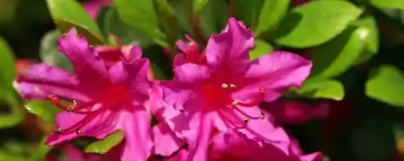杜鹃花期后的管理方法,杜鹃花期后如何进行管理工作-会东网