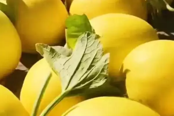 黄河蜜瓜季节属性问题 ,黄河蜜瓜为何是夏季的水果插图2 黄河蜜瓜季节属性问题 ,黄河蜜瓜为何是夏季的水果插图2