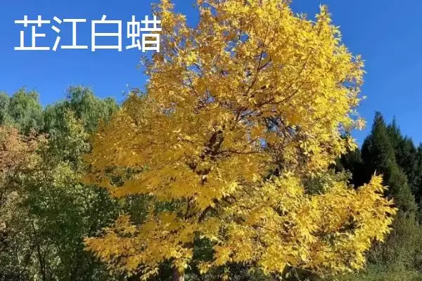 湖南芷江特产雪峰山鱼腥草为啥是宝,湖南芷江侗族自治县的雪峰山鱼腥草是特产?插图1 湖南芷江特产雪峰山鱼腥草为啥是宝,湖南芷江侗族自治县的雪峰山鱼腥草是特产?插图1