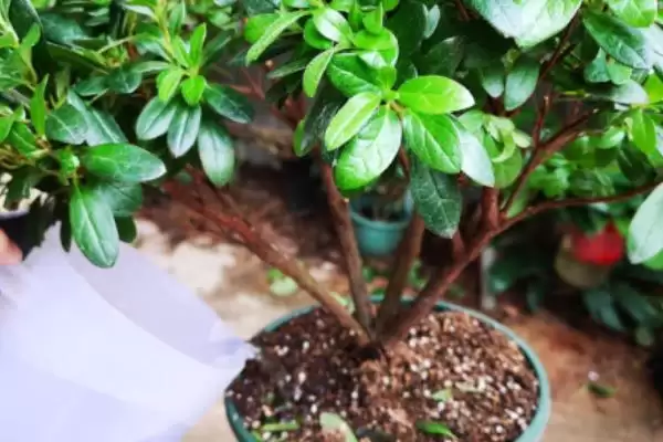 杜鹃花期后的管理方法,杜鹃花期后如何进行管理工作插图3
